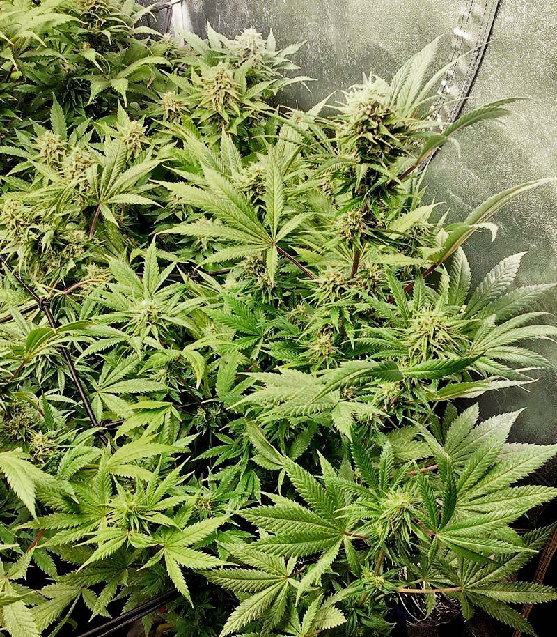 Girl Scout Cookies fem (Blimburn Seeds) семена конопли — изображение 4
