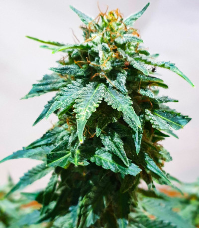 Kali Banner fem (AlphaFem Seeds) семена конопли — изображение 3