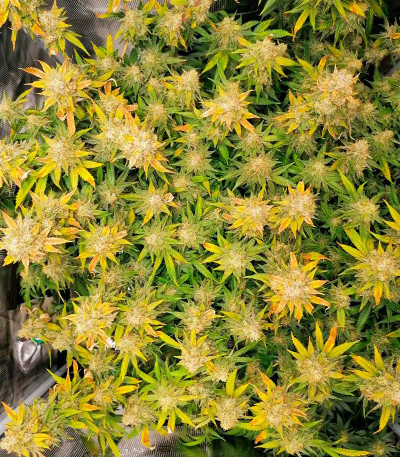 Leisure Zoot Larry fem (Dr. Krippling Seeds) семена конопли — изображение 3