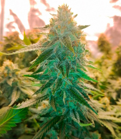 Leisure Zoot Larry fem (Dr. Krippling Seeds) семена конопли — изображение 4