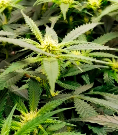 Leisure Zoot Larry fem (Dr. Krippling Seeds) семена конопли — изображение 5