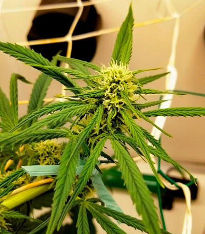 Ninja Zkittles fem (Dr. Krippling Seeds) семена конопли — изображение 5