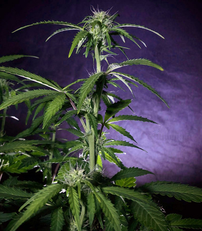 West Coast O.G. auto fem (FastBuds) семена конопли — изображение 6
