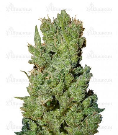 West Coast O.G. auto fem (FastBuds) семена конопли
