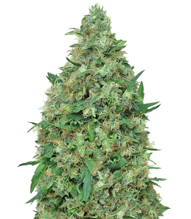 Семена сорта Patel's Cornershop Surprise fem (Dr. Krippling Seeds)
