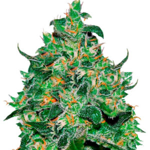 Critical Jack Herer Auto fem (Delicious Seeds) семена конопли