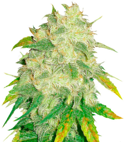 Il Diavolo auto fem (Delicious Seeds) семена конопли