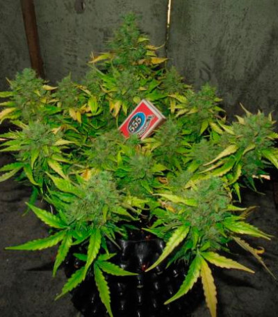 Il Diavolo auto fem (Delicious Seeds) семена конопли — изображение 2