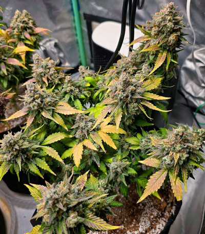 Sweet Zenzation XL Auto fem (Sweet Seeds) семена конопли — изображение 3