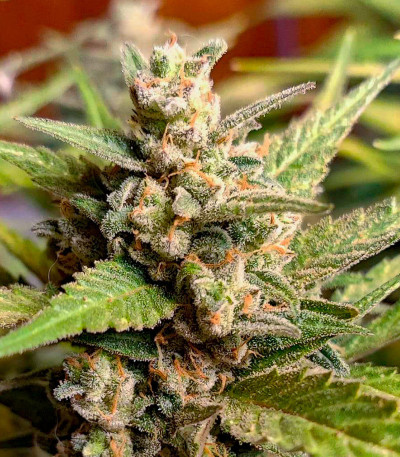 Sweet Zenzation XL Auto fem (Sweet Seeds) семена конопли — изображение 4