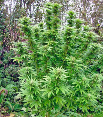 Sweet Cheese F1 Fast Version fem (Sweet Seeds) семена конопли — изображение 3