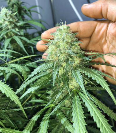 Auto New York City fem (Pyramid Seeds) семена конопли — изображение 6