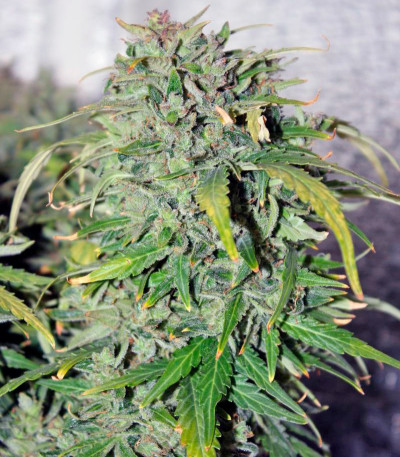 Auto New York City fem (Pyramid Seeds) семена конопли — изображение 3