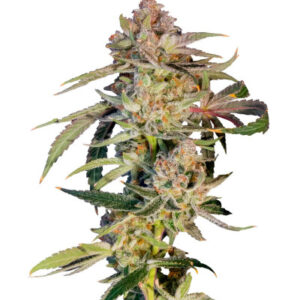 Super Boof fem (Barney's Farm) семена конопли