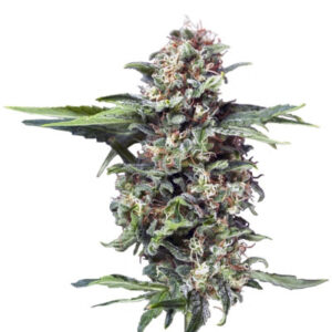 Auto Alpujarrena fem (Pyramid Seeds) семена конопли
