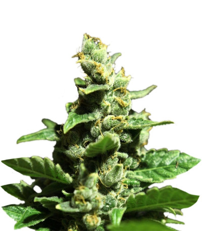 Green-O-Matic Auto fem (GHS) семена конопли