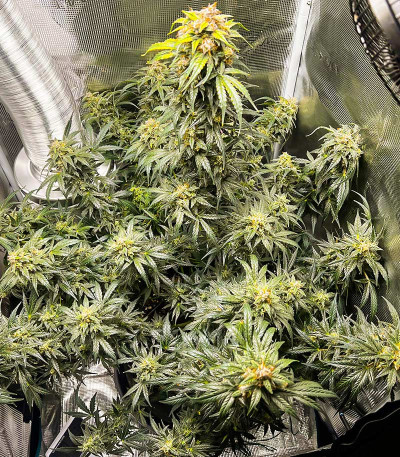 Acid Rain Autoflower (LSD) fem (Easy Grow Seeds) семена конопли — изображение 3