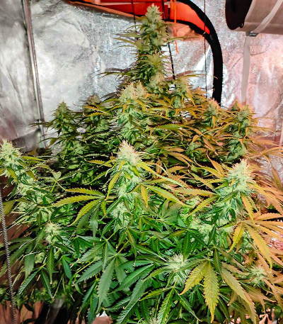 Acid Rain Autoflower (LSD) fem (Easy Grow Seeds) семена конопли — изображение 4