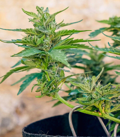 Auto CBD-Victory fem (Dutch Passion) семена конопли — изображение 3