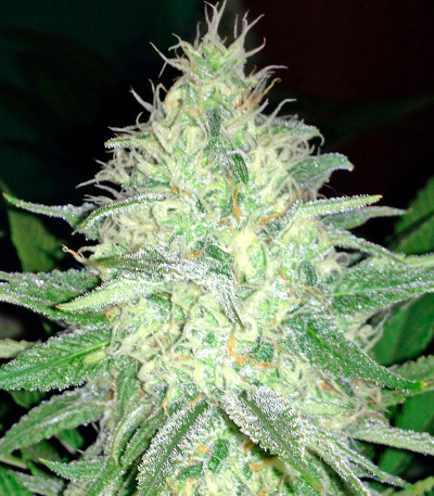Bubblelicious fem (Nirvana Seeds) семена конопли — изображение 5