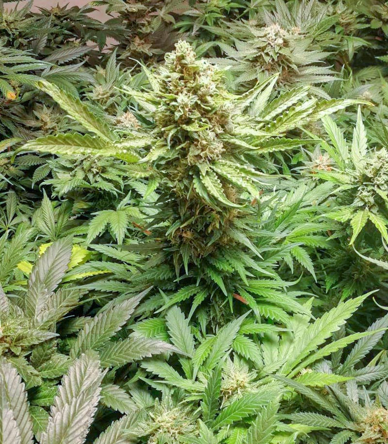 Power Russian fem (Kalashnikov Seeds) семена конопли — изображение 4