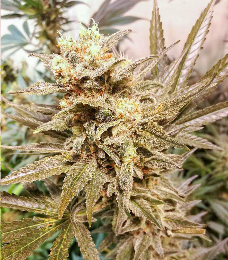 Power Russian fem (Kalashnikov Seeds) семена конопли — изображение 6