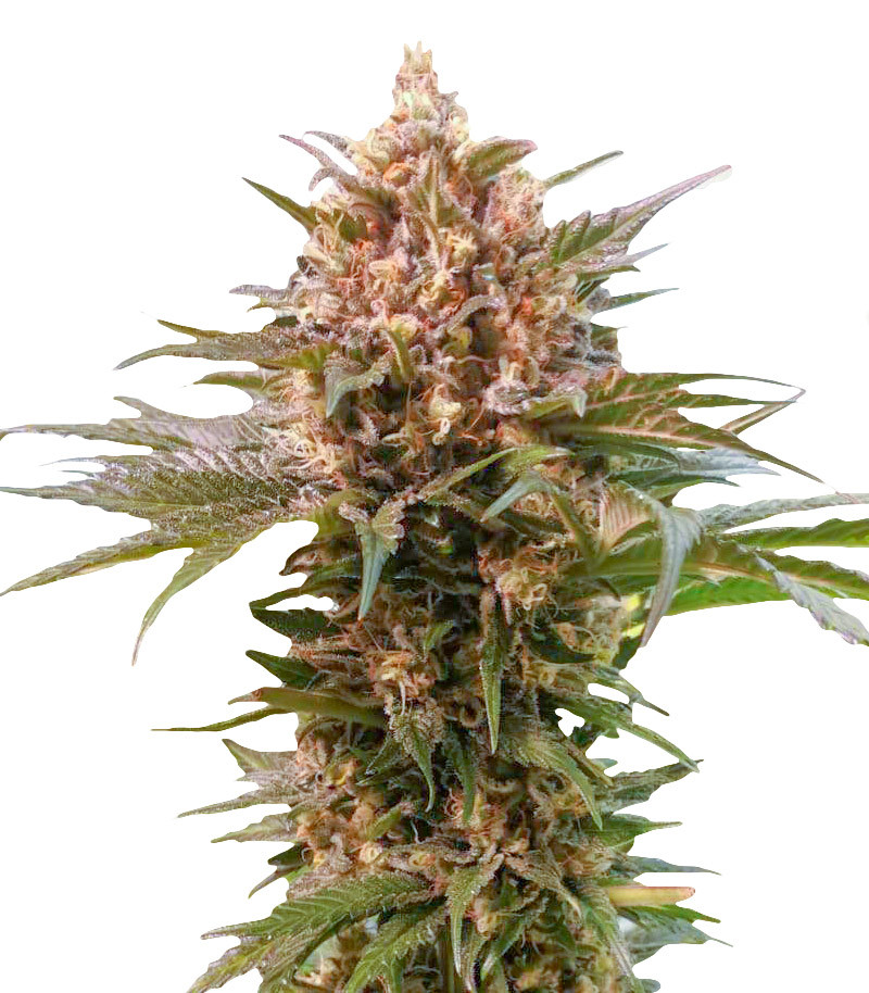 Power Russian fem (Kalashnikov Seeds) семена конопли