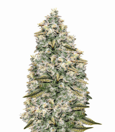 Bay Burger Early Version fem (Delicious Seeds) семена конопли