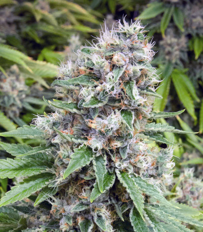 Bay Burger Early Version fem (Delicious Seeds) семена конопли — изображение 4