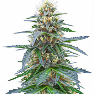 Northern Lights 10 of 10 fem (Seedkeepers) семена конопли