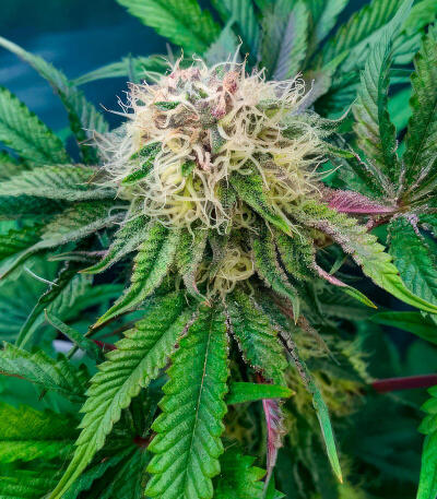 Thin Mint x Sour Pinot Auto (Barney's Farm) семена конопли — изображение 4