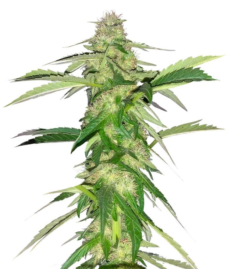 Thin Mint x Sour Pinot Auto (Barney's Farm) семена конопли